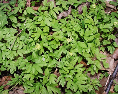 Adoxa moschatellina, Moschuskraut