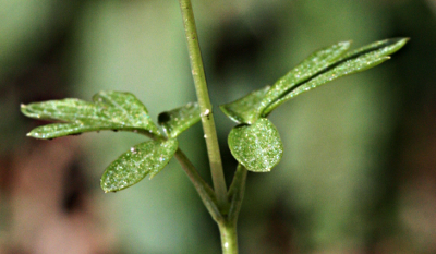 Adoxa moschatellina, Moschuskraut, Stngelbltter