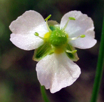 Gewöhnlicher Froschlöffel (Alisma plantago-aquatica), Blüte