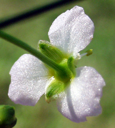 Gewöhnlicher Froschlöffel (Alisma plantago-aquatica), Kelch
