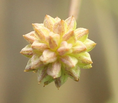 Baldellia ranunculoides, Gewhnlicher Igelschlauch,Fruchtstand