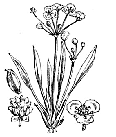 Baldellia ranunculoides, Gewöhnlicher Igelschlauch, Zeichnung