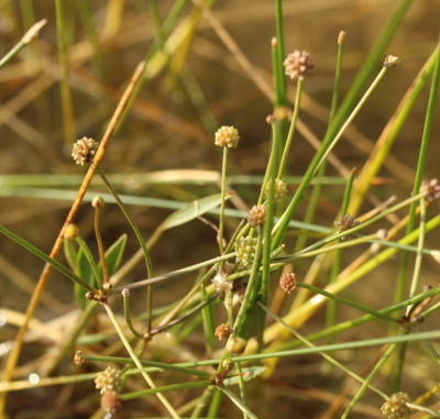 Baldellia ranunculoides, Gewöhnlicher Igelschlauch, Habitus
