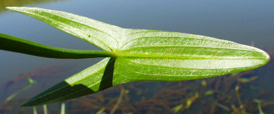 Gew�hnliches Pfeilkraut (Sagittaria sagittifolia), Blattunterseite
