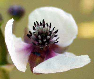 Pfeilkraut (Sagittaria), Blüte