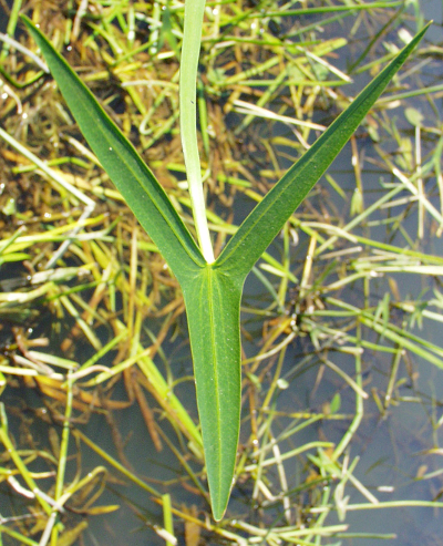 Pfeilkraut (Sagittaria), Blatt
