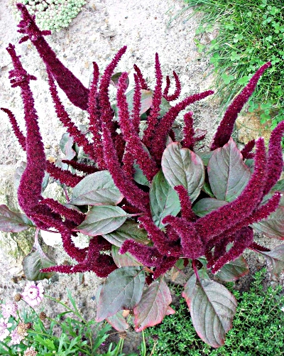 Gartenfuchsschwanz (Amaranthus)