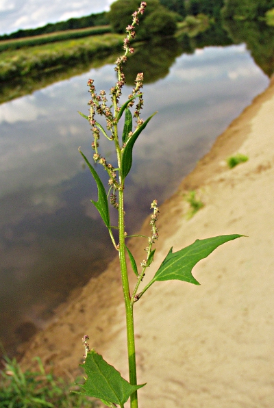 Spieß-Melde (Atriplex prostrata)
