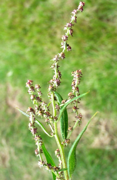 Flora Emslandia, Atriplex prostrata, Spieß-Melde