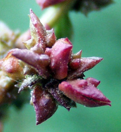 Spieß-Melde (Atriplex prostrata), Valven