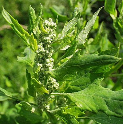 Wei�er G�nsefu� (Chenopodium album), Bl�tenstand