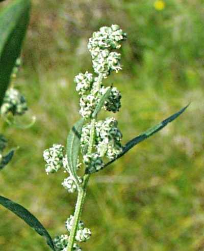Weißer Gänsefuß (Chenopodium album), Blütenstand