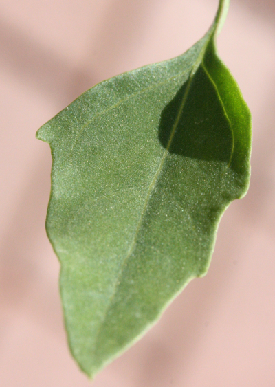 Wei�er G�nsefu� (Chenopodium album), Blatt