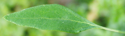 Wei�er G�nsefu�, Chenopodium album, Blatt