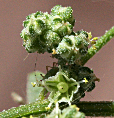 Wei�er G�nsefu�, Chenopodium album, Bl�tenstand