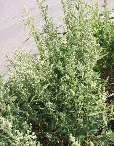 Weißer Gänsefuß (Chenopodium album)