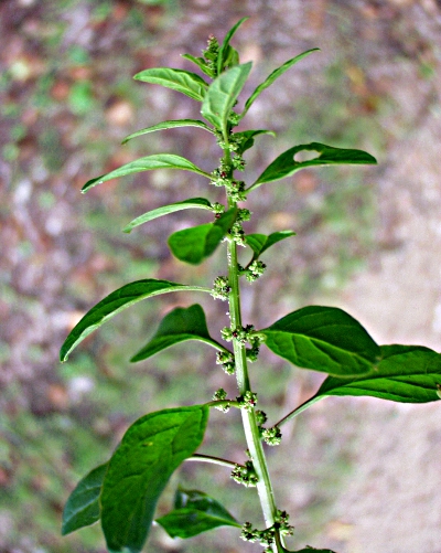 Vielsamiger G�nsefu� (Chenopodium polyspermum)