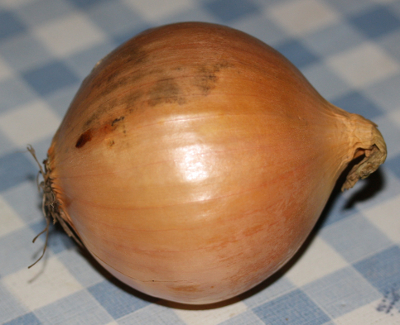 K�chenzwiebel (Allium cepa)