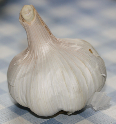 Knoblauch (Allium sativum)