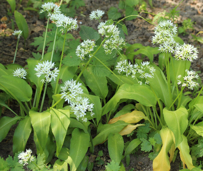 Achillea millefolium, Gew�hnliche Schafgarbe, Blatt