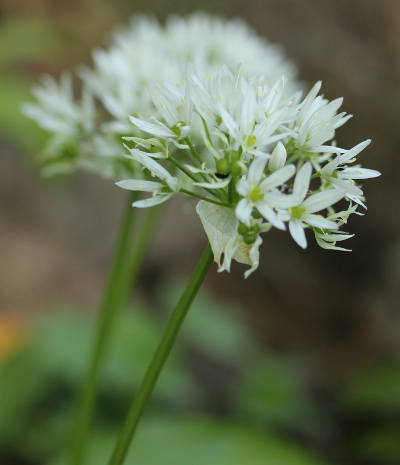 Allium ursinum, B�r-Lauch, Bl�tenst�nde