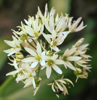 Weinbergs-Lauch, Allium vineale, Bl�tenstand