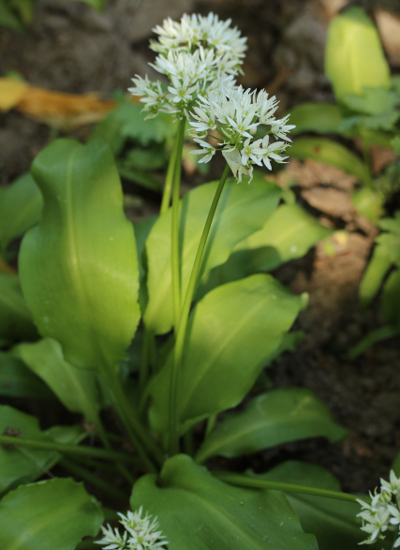 Weinbergs-Lauch, Allium vineale, Habitus