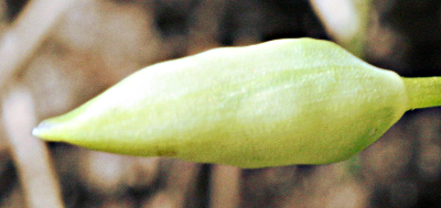 Weinbergs-Lauch, Allium vineale, H�llbl�tter