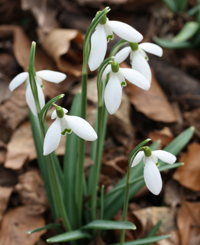 Galanthus nivalis, Kleines Schneegl�ckchen