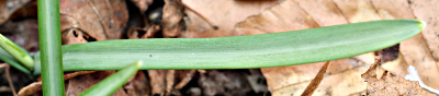 Galanthus nivalis, Kleines Schneeglöckchen, Blatt