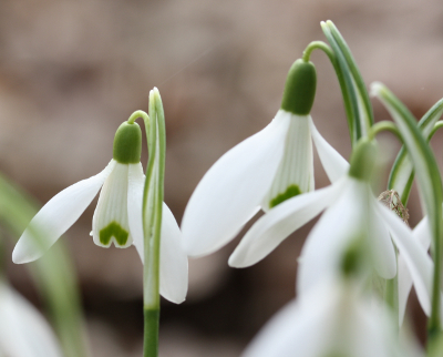 Galanthus nivalis, Kleines Schneegl�ckchen, Bl�ten