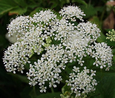 Aegopodium podagraria, Giersch, Blüten