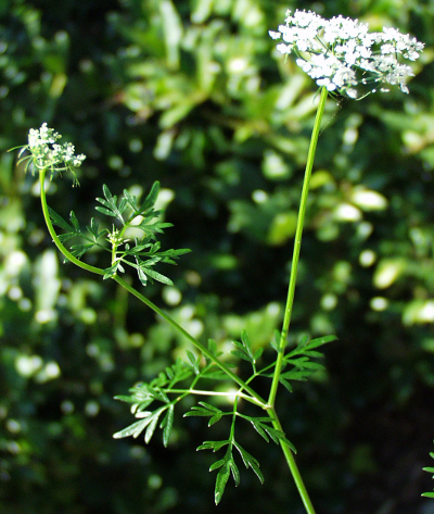 Aethusa cynapium, Hundspetersilie