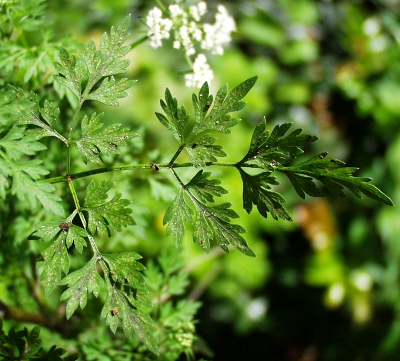 Hundspetersilie, Aethusa cynapium, Blatt