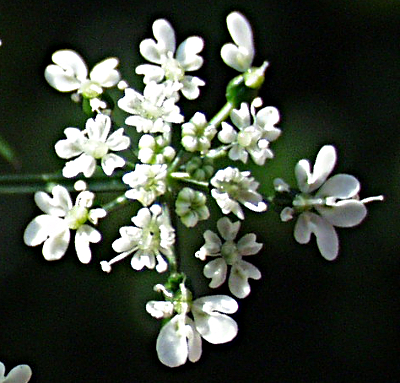 Aethusa cynapium, Hundspetersilie, Blten