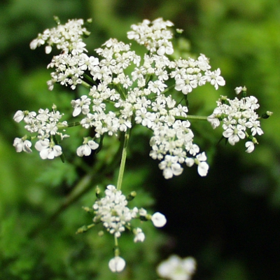 Hundspetersilie, Aethusa cynapium, Bltenstand