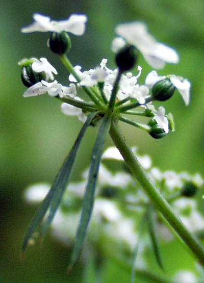Hundspetersilie, Aethusa cynapium, Dldchen