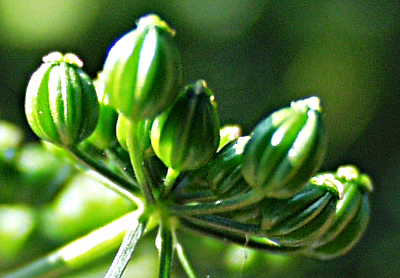 Hundspetersilie, Aethusa cynapium, Frchte