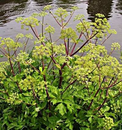 Angelica archangelica, Echte Engelwurz