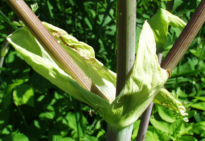 Angelica archangelica, Echte Engelwurz, Blattscheiden