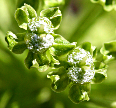 Angelica archangelica, Echte Engelwurz, Bl�ten