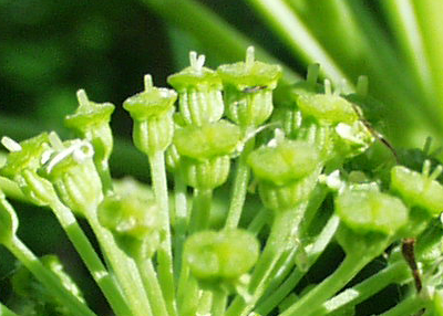 Angelica archangelica, Echte Engelwurz, Frchte