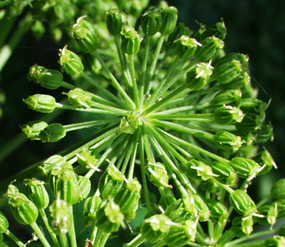 Angelica archangelica, Echte Engelwurz, Fr�chte