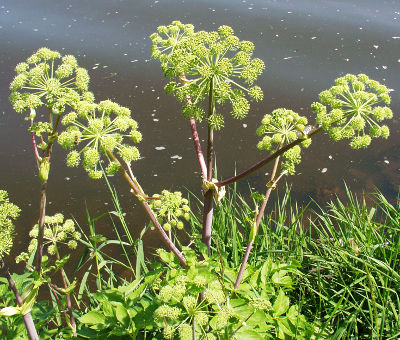 Angelica archangelica, Echte Engelwurz