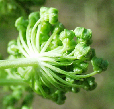 Angelica archangelica, Echte Engelwurz, H�llchen