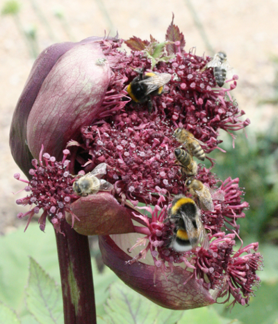 Angelica gigas, Rote Engelwurz
