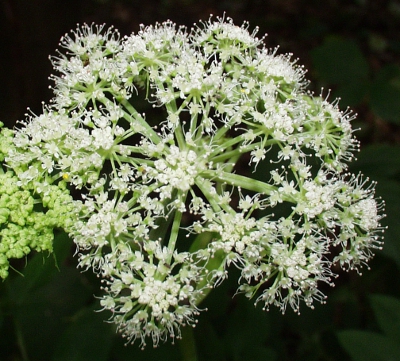 Angelica sylvestris, Wilde Engelwurz, Bltenstand