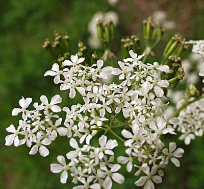 Anthriscus sylvestris, Wiesen-Kerbel, Blüten