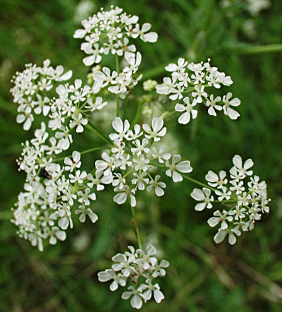 Anthriscus sylvestris, Wiesen-Kerbel, Dolde