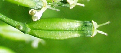 Anthriscus sylvestris, Wiesen-Kerbel, Frucht